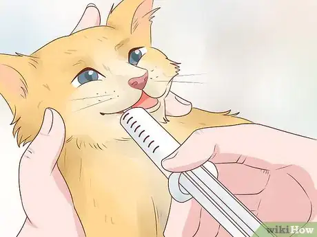 Image titled Feed a Feline Cancer Patient Step 14