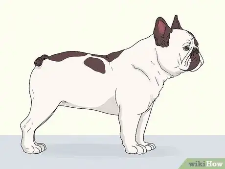 Image titled Identify a French Bulldog Step 5