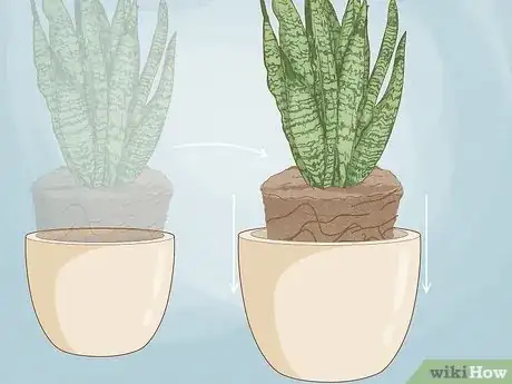 Image titled When to Repot Snake Plant Step 9