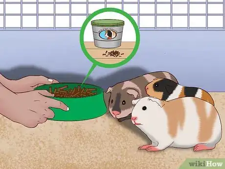 Image titled Care for a Pregnant Guinea Pig Step 17