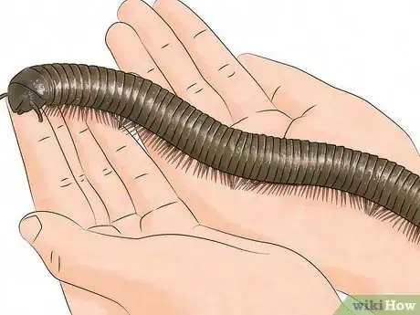 Image titled Care for Giant African Millipedes Step 7