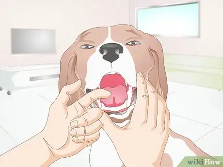 Image titled Care for Your Dog's Teeth Step 4