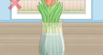 Care for Fresh Cut Tulips
