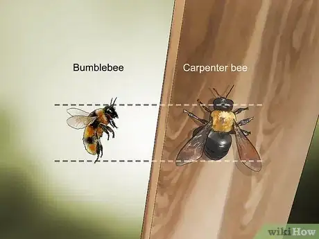 Image titled Identify Carpenter Bees Step 4