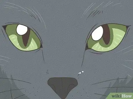 Image titled Identify a Russian Blue Step 3