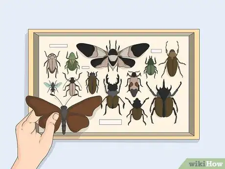 Image titled Prepare Insects for Pinning Step 15