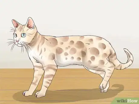 Image titled Identify a Bengal Cat Step 1