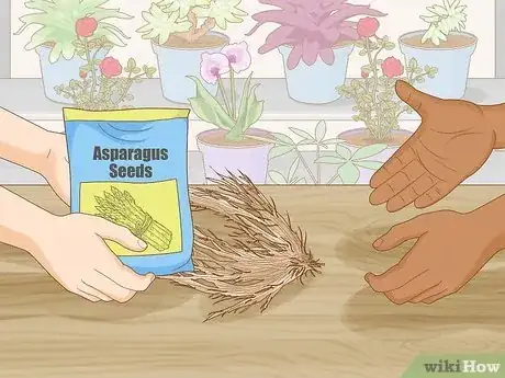 Image titled Plant Asparagus Step 5