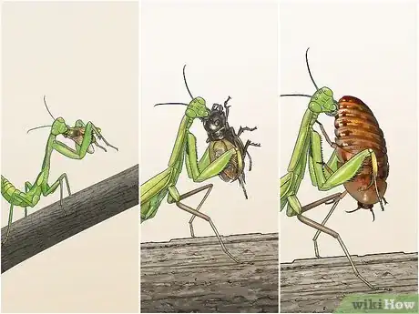 Image titled Take Care of a Praying Mantis Step 9