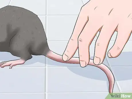Image titled Keep a Pet Rat Clean Step 6