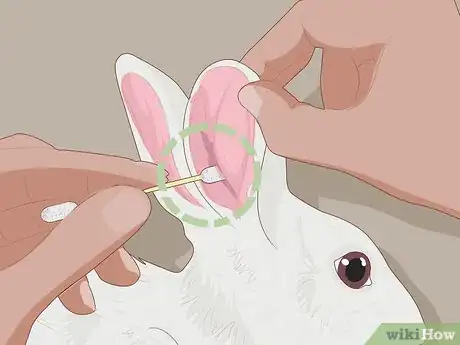 Image titled Care for Dwarf Rabbits Step 17