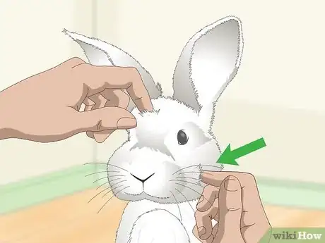 Image titled Love Your Rabbit Step 1