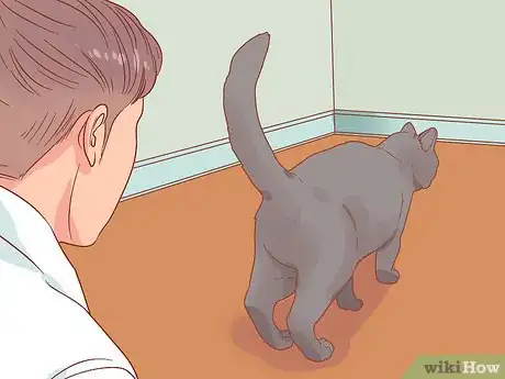 Image titled Encourage Your New Cat to Come Out of Hiding Step 9