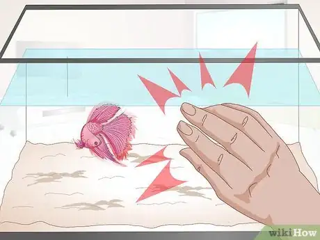 Image titled Train Your Betta Fish Step 5
