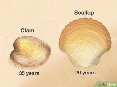 Image titled Clam vs Scallop Step 10