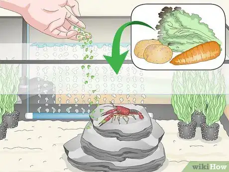 Image titled Take Care of Crayfish Step 7
