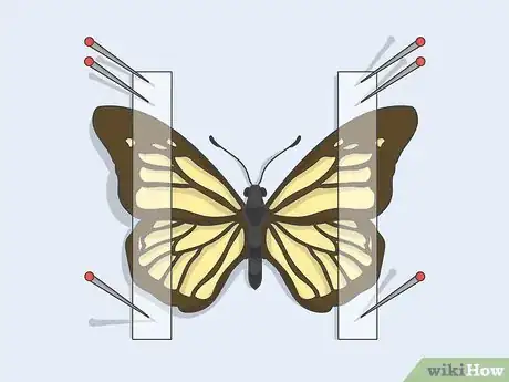 Image titled Prepare Insects for Pinning Step 21