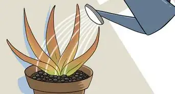 Revive a Dying Aloe Vera Plant