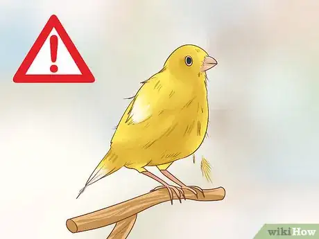Image titled Keep a Single Canary Step 10