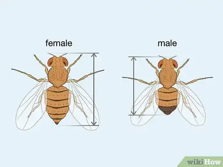 Image titled Distinguish Between Male and Female Fruit Flies Step 2