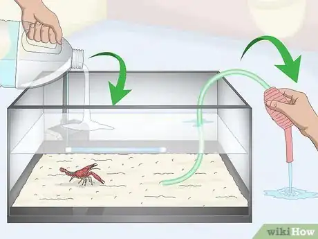 Image titled Take Care of Crayfish Step 4