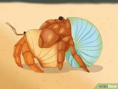 Image titled Breed Hermit Crabs Step 8