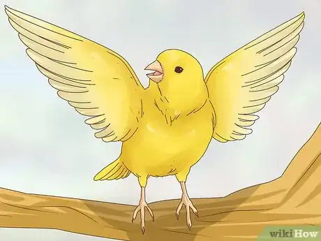 Image titled Choose a Canary Step 11