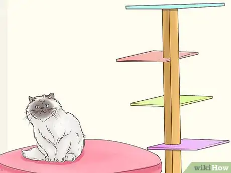 Image titled Identify a Himalayan Cat Step 9