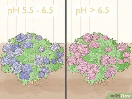 Image titled Make Hydrangeas Purple Step 7