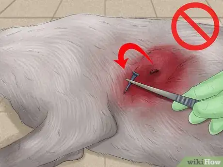 Image titled Stop a Dog from Bleeding Step 2