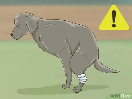 Image titled Help Your Dog Recover from Surgery Step 21