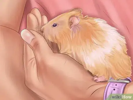 Image titled Create a Bond With Your Hamster Step 9