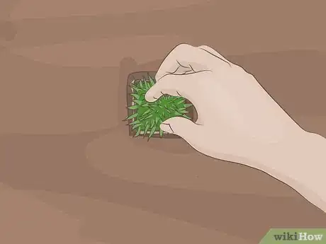 Image titled Plant Zoysia Plugs Step 10