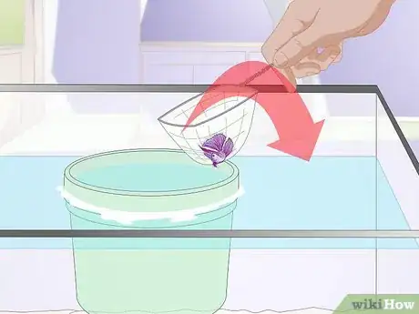Image titled Acclimate Your Betta Step 12