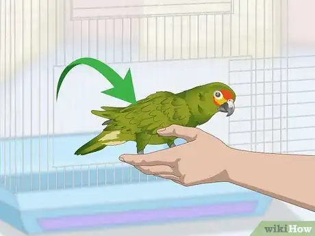 Image titled Deal with an Aggressive Amazon Parrot Step 11