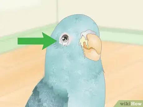Image titled Spot Signs of Illness in Parrotlets Step 3