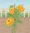 Plant Marigolds