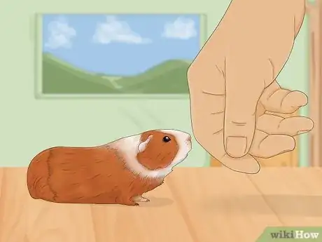 Image titled Make Your Guinea Pig Less Shy Step 5