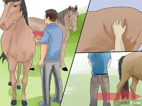 Image titled Train a Horse to Respect You Step 9
