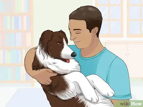 Image titled Identify a Border Collie Step 13