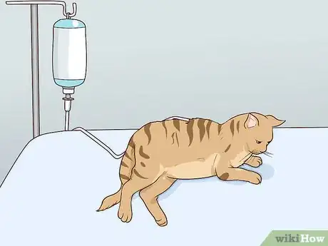 Image titled Diagnose and Treat Pyometra in Cats Step 7