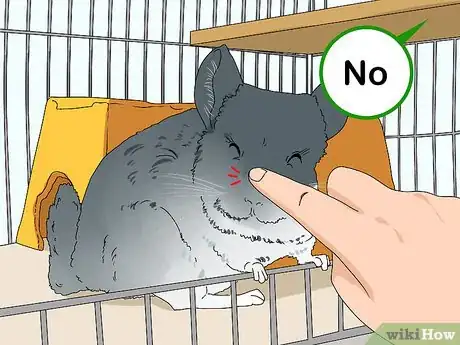 Image titled Deal with a Biting Chinchilla Step 2
