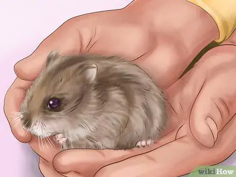 Image titled Create a Bond With Your Hamster Step 8