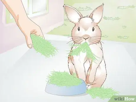 Image titled Feed Greens to Your Rabbit Step 8