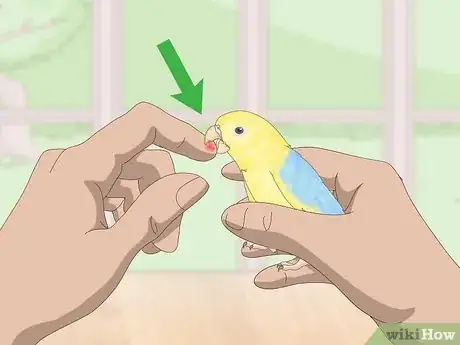 Image titled Deal with Parrotlet Aggression Step 1