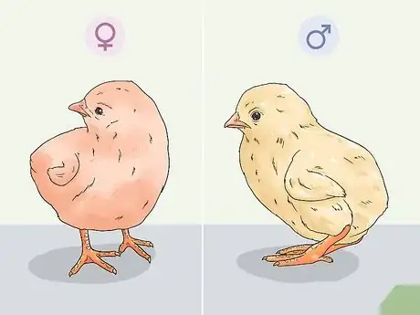 Image titled Determine the Sex of a Chicken Step 12