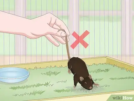 Image titled Deal with a Mouse That Bites or Scratches Step 9