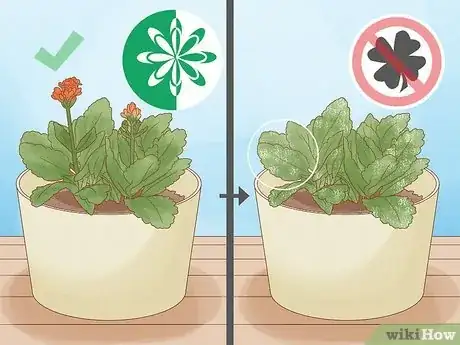Image titled Why Does Your Plant Have White Spots Step 4