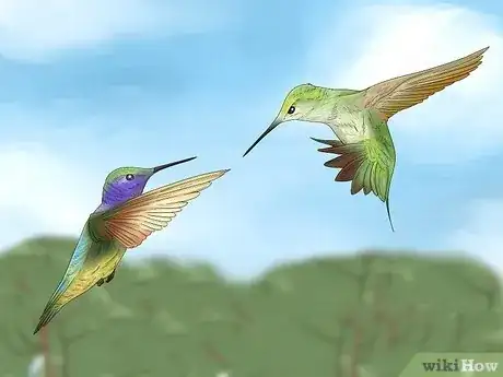 Image titled Why Do Hummingbirds Chase Each Other Step 1