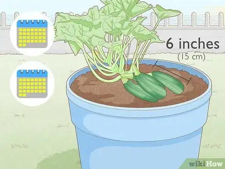 Image titled Grow Zucchini in Pots Step 12